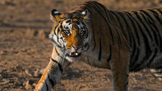 Lifestyle News Live Today March 11, 2025: Tigers return to Chambal: Here’s why this reserve in Madhya Pradesh should be on your bucket list