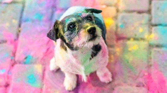 Lifestyle News Live Today March 13, 2025: Holi 2025: Pets exposed to colours? Vet recommends cleaning tips to avoid irritation