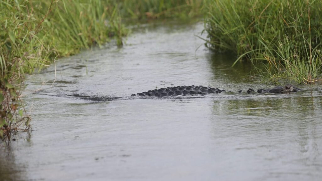 Alligator kills woman in canoe, swims away with body in Florida