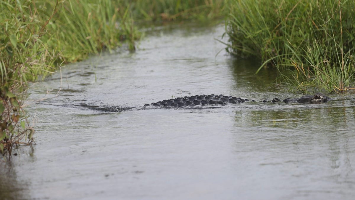 Alligator kills woman in canoe, swims away with body in Florida