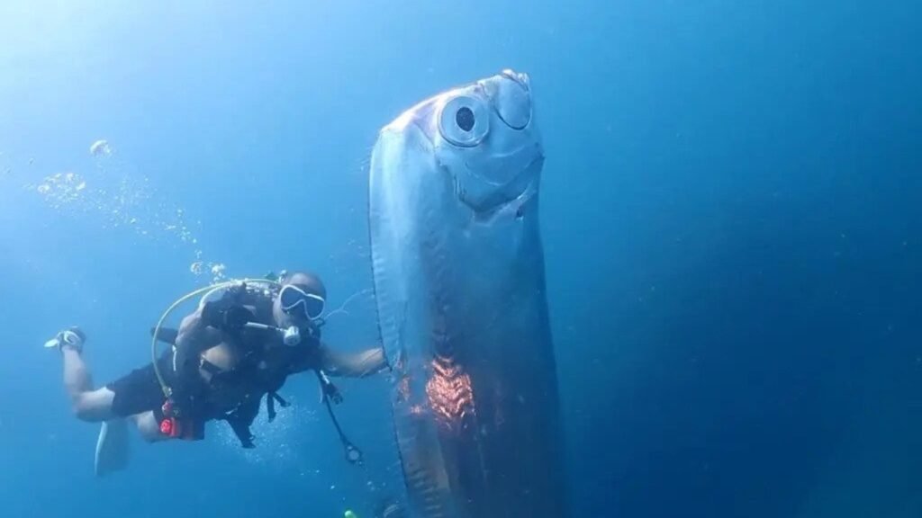Doomsday fish now spotted on Indian shores. What does the oarfish signify? | Latest News India