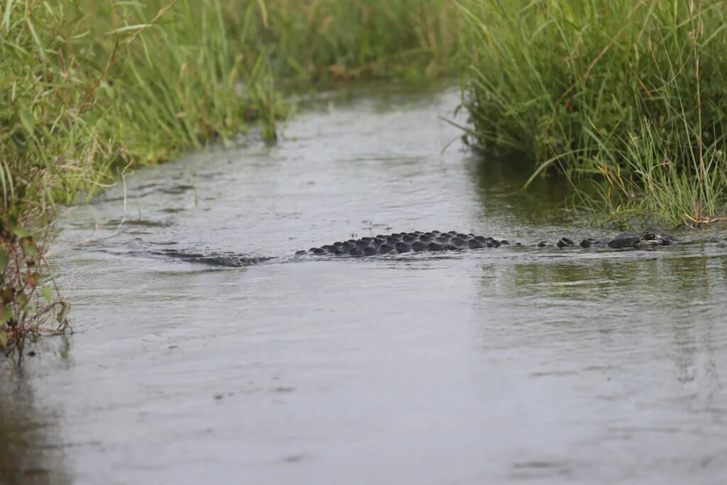 Gator slammed canoe, grabbed woman, new info shows