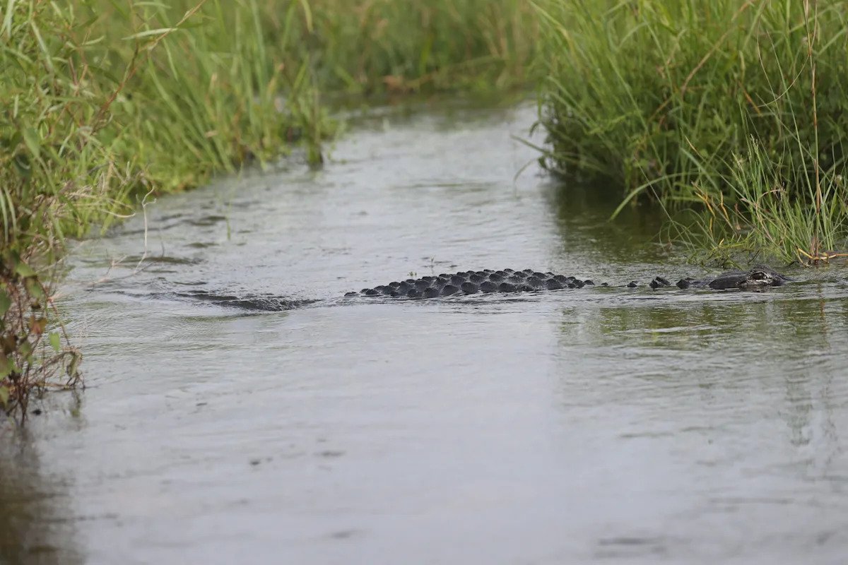Gator slammed canoe, grabbed woman, new info shows