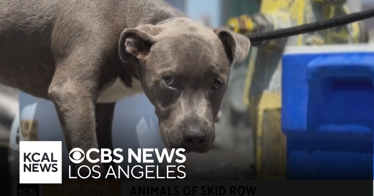 Starts With One Today wants to rescue dogs from Skid Row