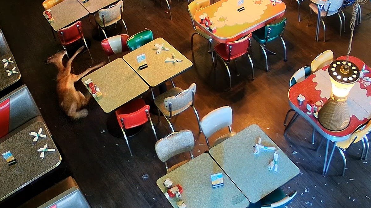 Video shows deer jumping through New Hampshire restaurant's window