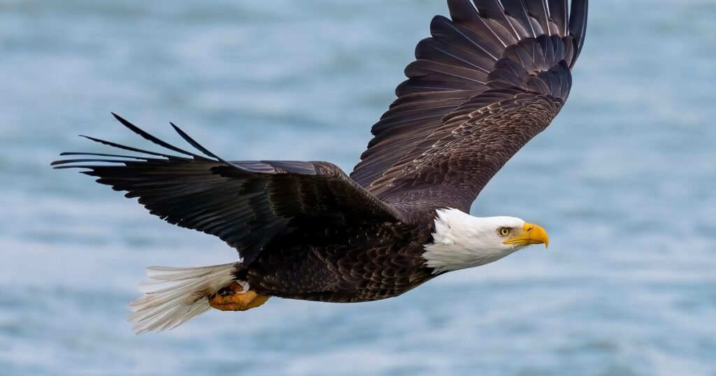 Bald eagle's new status as the official U.S. bird brings pride and hope to many Native Americans