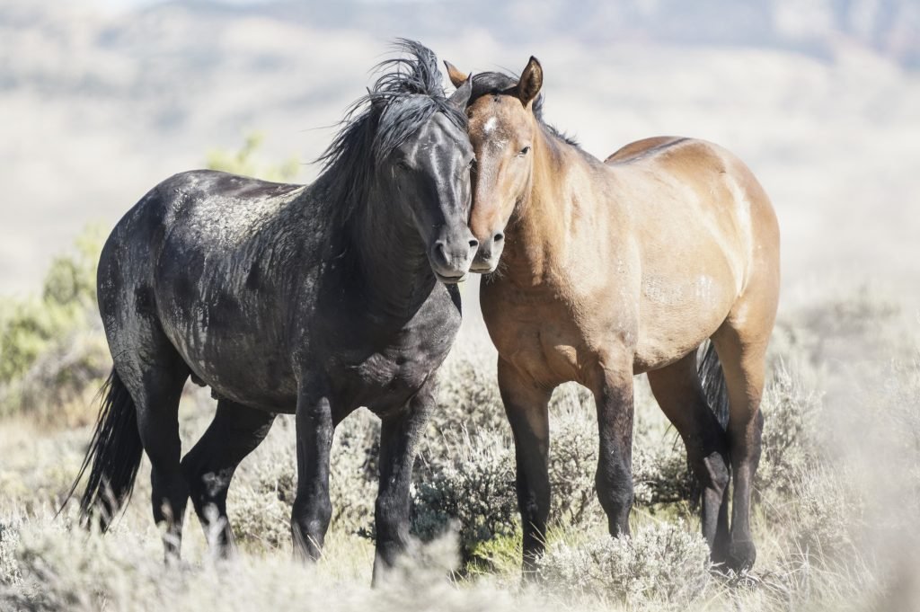 Latest Sand Wash Basin roundup results in removal of 42 wild horses