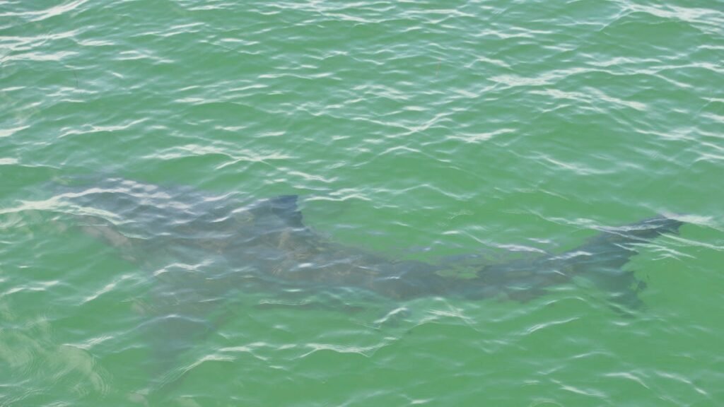 Shark bites surfer at Florida beach