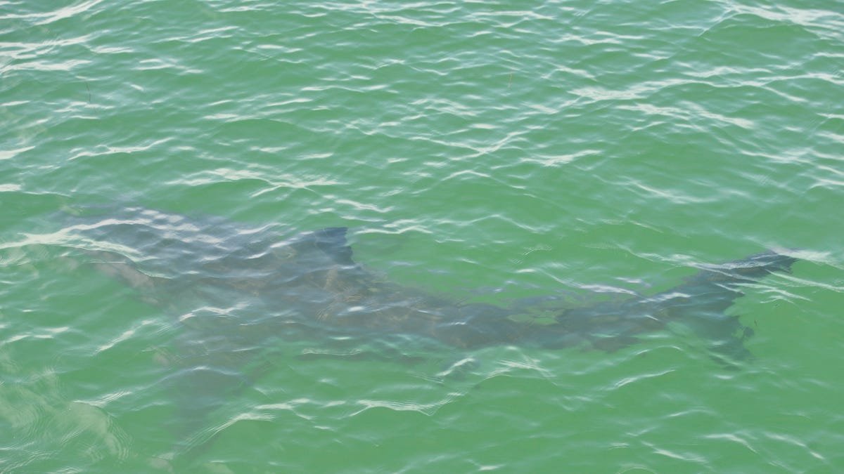 Shark bites surfer at Florida beach