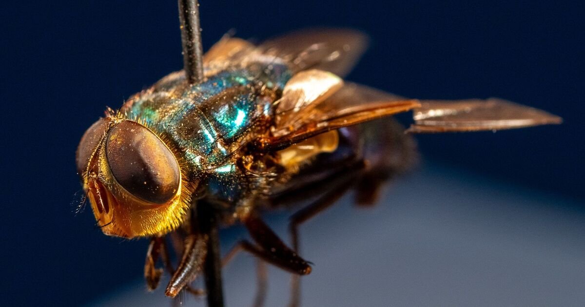 The US has a plan to breed millions of flies to fight flesh-eating threat