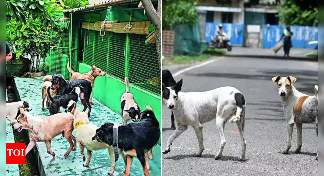 3-judge Supreme Court bench to hear issue of stray dogs afresh | India News
