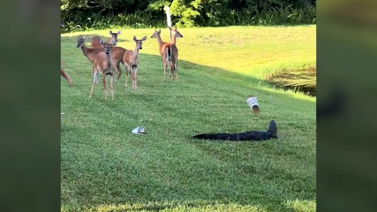 Alligator gets the last laugh after taking shoe thrown at him: Watch video