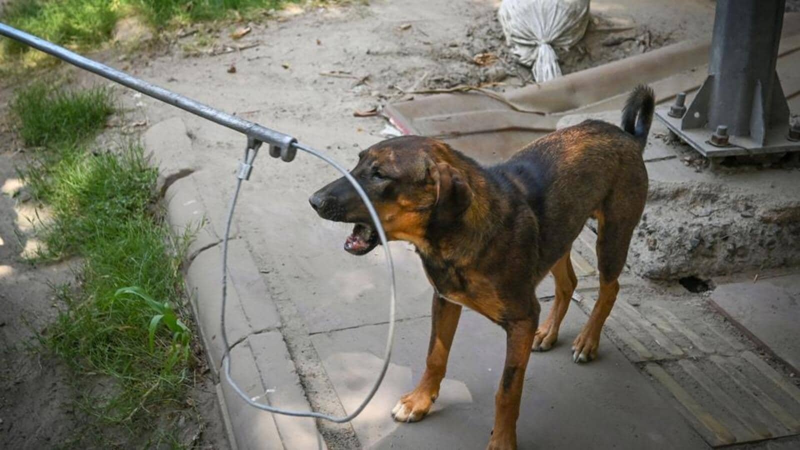 SC to deliver verdict on please seeking suspension of mass dog capture order today | Latest News Delhi