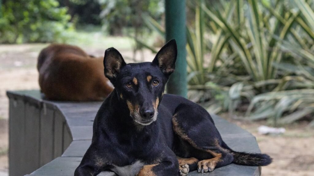 Supreme Court stray dog hearing LIVE: Three-judge Bench to shortly begin hearing case