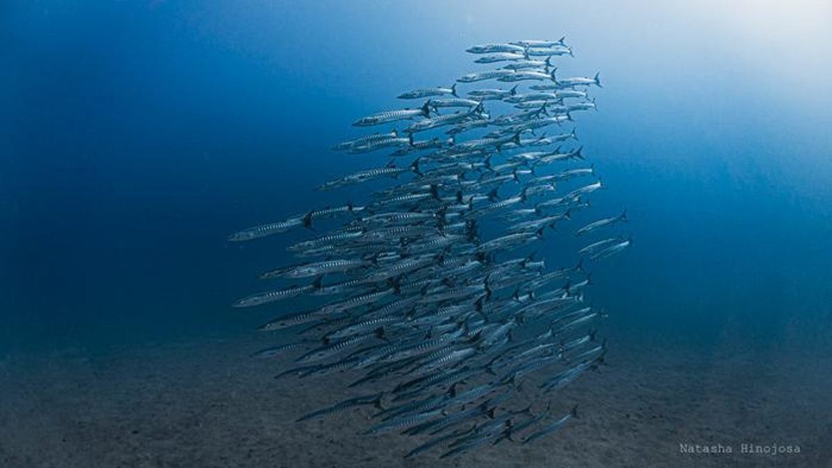 Ocean current fails for first time in decades, prompting concern